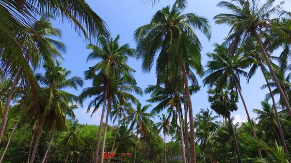 Niskokątne Ujęcie Wysokich Palm Dorastających Wyspie Czystym Tle Nieba — Zdjęcie stockowe