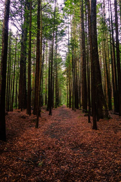 Whakarewarewa Ormanı Rotorua Yeni Zelanda Yüksek Ağaçların Dikey Çekimi — Stok fotoğraf