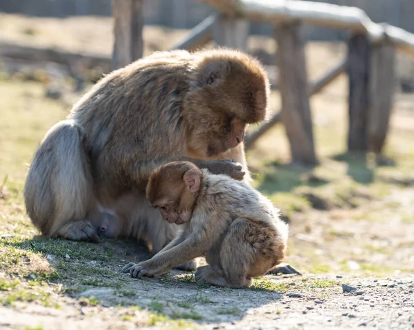 Belo Tiro Macaco Bárbaro Com Seu Bebê Luz Dia — Fotografia de Stock