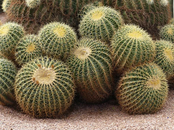 Marakeş Fas Taki Jardin Majorelle Botanik Bahçesindeki Fıçı Kaktüsü — Stok fotoğraf