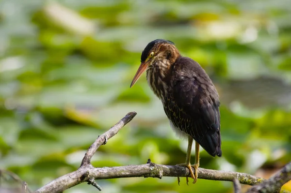 Ett Närbild Skott Eurasiska Bitterfågel Uppe Gren — Stockfoto