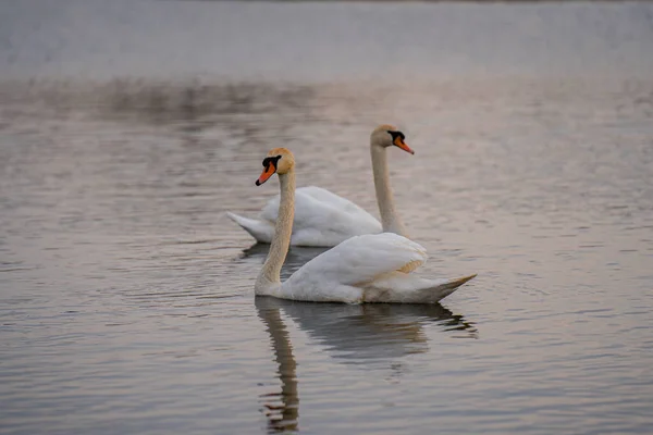 Прекрасный Снимок Двух Белых Лебедей Немых Плавающих Блестящей Озерной Воде — стоковое фото