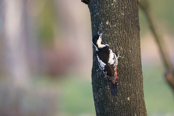 Plan Sélectif Grand Pic Tacheté Perché Sur Arbre — Photo