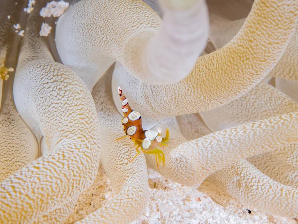 在海里水下拍摄的珊瑚礁特写 — 图库照片