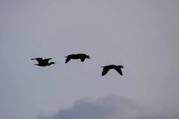Силуэт Трех Птиц Летящих Бурном Небе — стоковое фото