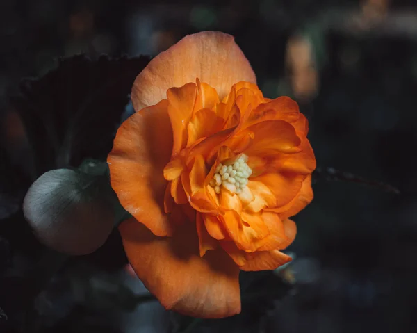 Selective Focus Shot Orange Terry Begonia Garden — Stock Photo, Image