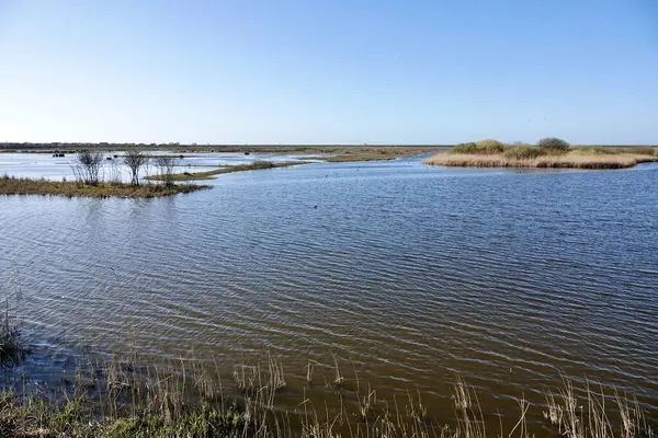 Hollanda, Flevoland 'da güneşli bir sabahta güzel bir göl manzarası