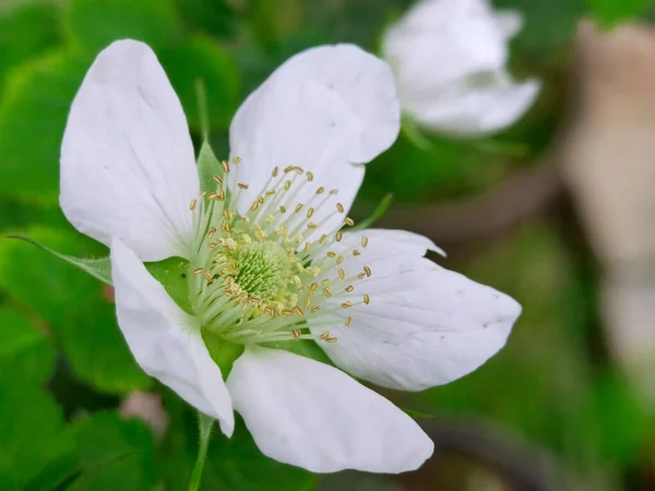 Ahududu Meyvesinin Çiçek Açmış Beyaz Çiçeğinin Yakın Çekimi — Stok fotoğraf
