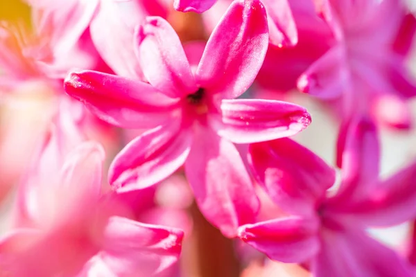 Zbliżenie Ujęcie Pięknego Różowego Kwiatu Dziennym Świetle — Zdjęcie stockowe