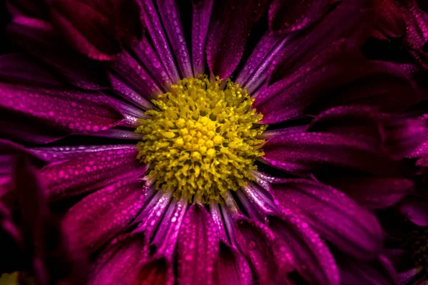 Makro Ujęcie Rosy Kwiat — Zdjęcie stockowe