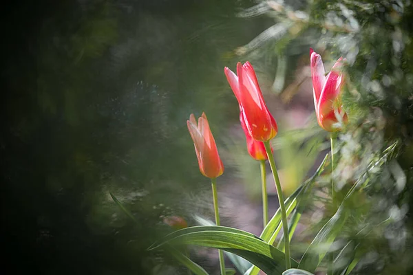 庭に緑の葉を持つ美しい赤いチューリップの花のクローズアップショット — ストック写真