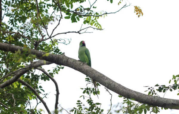 Hermoso Loro Verde Encaramado Rama Árbol —  Fotos de Stock