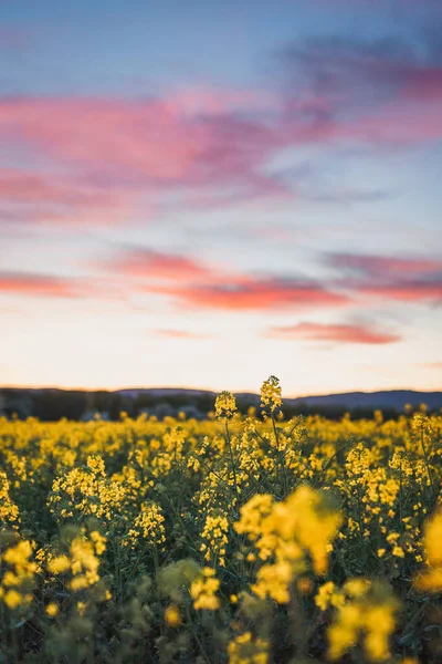 Nærbillede Rapsfrøplanter Marken Mod Skumringen Ved Solnedgang Med Sløret Baggrund - Stock-foto