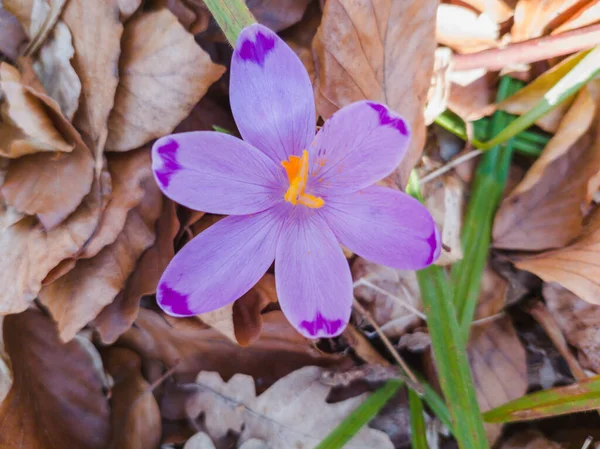 Zbliżenie Pięknego Krokusa Kwiat Rośnie Ogrodzie Słoneczny Dzień — Zdjęcie stockowe