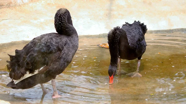 Zwei Schwarze Schwäne Teich Vor Verschwommenem Hintergrund — Stockfoto