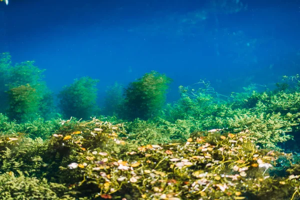 Підводна Сцена Кораловим Рифом Баден Вуртемберзі Німеччина — стокове фото