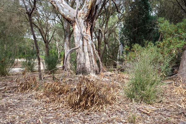 Een Close Van Een Eucalyptusboom Een Dor Australisch Landschap — Stockfoto