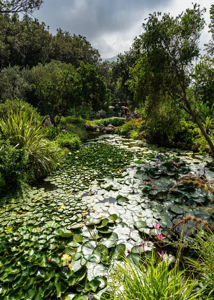 意大利伊斯奇亚Forio美丽的La Mortella花园的水生植物和异国情调植物 — 图库照片
