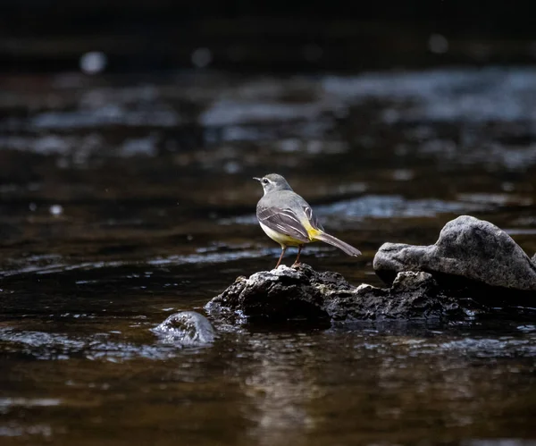 Primer Plano Pájaro Vagabundo Gris Posado Sobre Rocas Río —  Fotos de Stock