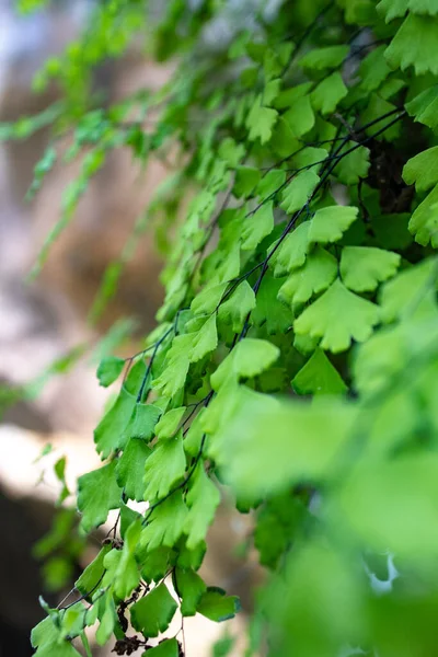 メイデンヘアシダの葉のクローズアップ垂直ショット — ストック写真