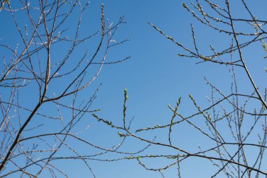 Yaprak tomurcukları sıcak bir kışın sonunda büyümeye başlar.