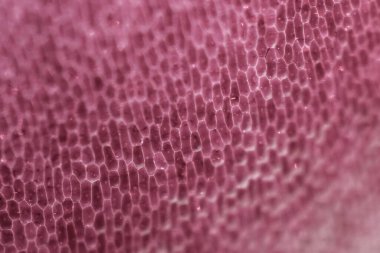 Pembe bir timsah derisi.