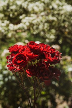 Bulanık yeşil arka planda bir demet kırmızı gülün dikey çekimi