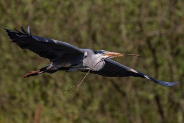 Elinde sopayla uçan gri balıkçıl resmi.