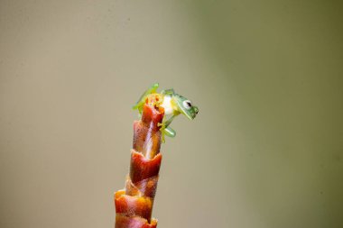 Kosta Rika 'da bulanık geçmişi olan bir bitkinin üzerine tünemiş yeşil bir kurbağanın yakın çekimi