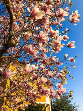 Mavi gökyüzüne karşı ağaç dallarında açan pembe Magnolia çiçeklerinin dikey bir görüntüsü.