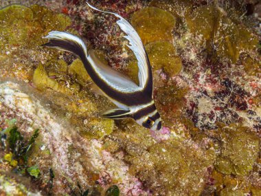 An underwater scene with juvenile spotted drum