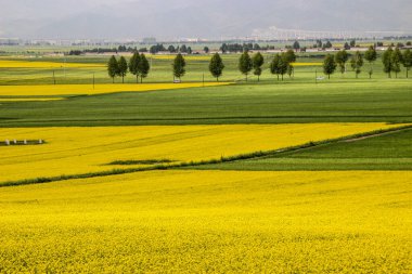 Çin 'in başkenti Qinghai' de, Menyuan İlçesi 'nin ağaçlı büyük yeşil tarlalarının güzel bir manzarası var.