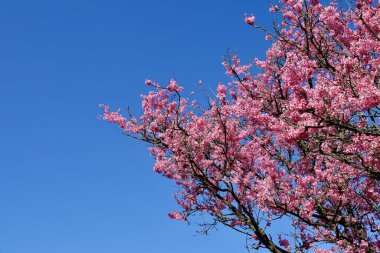 Prunus serrulata bitkisinin mavi gökyüzüne uzanan görüntüsü