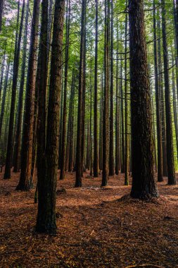 Whakarewarewa Ormanı, Rotorua, Yeni Zelanda 'da yüksek ağaçların dikey çekimi