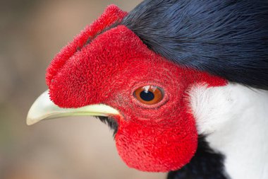 Bulanık bir arka planda izole edilmiş gümüş sülün kafasının yakın çekimi.