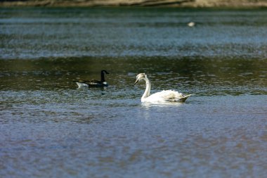 Tundra kuğusu Holarktik 'in küçük bir kuğusudur. İçindeki iki taksi genellikle eşdeğer kabul edilir.