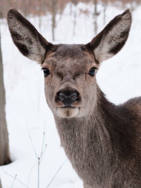 Duvarın yanındaki dağ kadife çiçeğinin dikey görüntüsü..