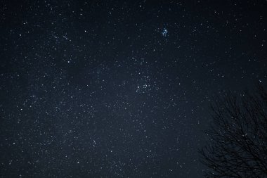 Geceyarısı yıldızların ve Samanyolu 'nun kasvetli ağaçlarla manzarası