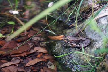 Mallorca, İspanya 'da doğada bir kurbağanın yakın plan çekimi.