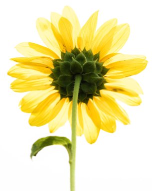 Beyaz arkaplanda izole edilmiş parlak sarı bir ayçiçeğinin dikey yakın çekimi.