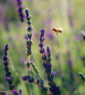 Lavanta çiçeğine yaklaşan bir arının dikey odak noktası.