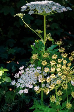 Bahçede yetişen baldıran otunun dikey görüntüsü.