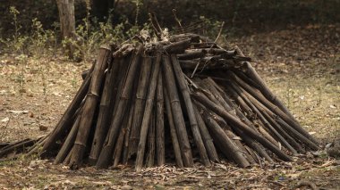 Ormanda kurumuş bir odun yığını