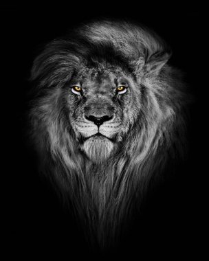 Korkunç bir aslanın gri tonlu portresi.