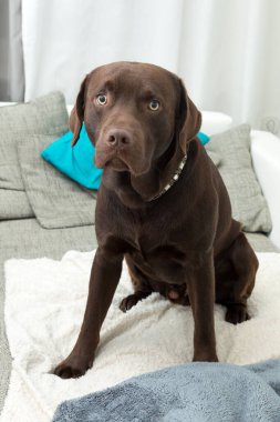 Kanepede oturan kahverengi üzgün bir lobrador köpeği.