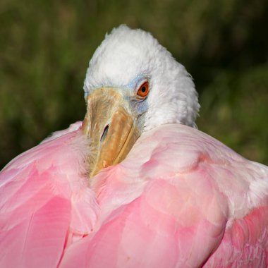 Napoli, Florida 'da şirin bir Roseate kaşığı.