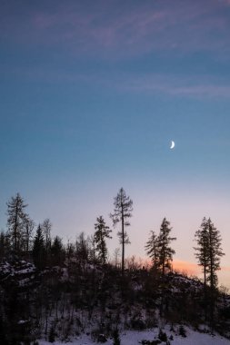 Falera 'daki ağaçların dikey bir fotoğrafı, İsviçre, Surselva' da bir belediye akşama kadar karın altında.
