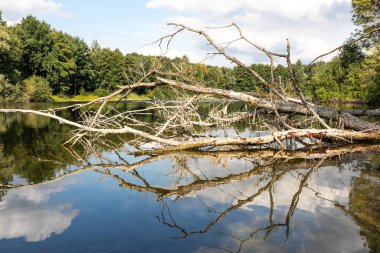 Almanya 'da bir göldeki dalın sudaki yansıması.
