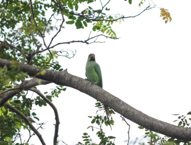 Ağaç dalına konmuş yeşil bir papağanın alçak açılı görüntüsü.