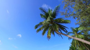 Açık mavi gökyüzünün altında bir sahilde güzel bir palmiye ağacı manzarası